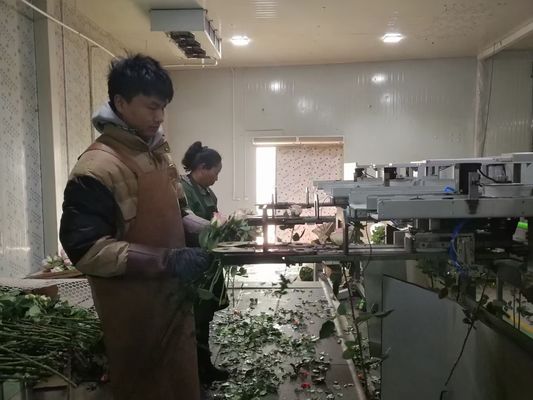 Φρέσκια μηχανή επιθεώρησης Focusight λουλουδιών ακριβής